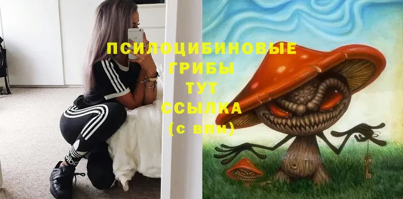 Псилоцибиновые грибы Cubensis  Енисейск 